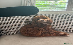 Mixed Breed dogs for sale: F1B mini goldendoodle for sale to good home - Image 6