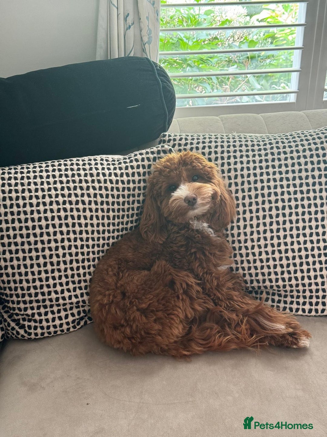 Mixed Breed dogs for sale: F1B mini goldendoodle for sale to good home - Image 6