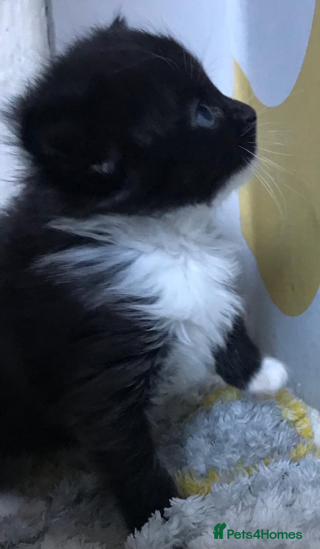 Mixed Breed cats for sale: Adorable half rag doll kittens  - Advert 15