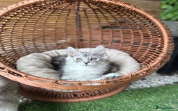 Maine Coon cats for sale: ✨🌟Beautiful The last little boy Maine Coon 😻🌟✨ - Image 4