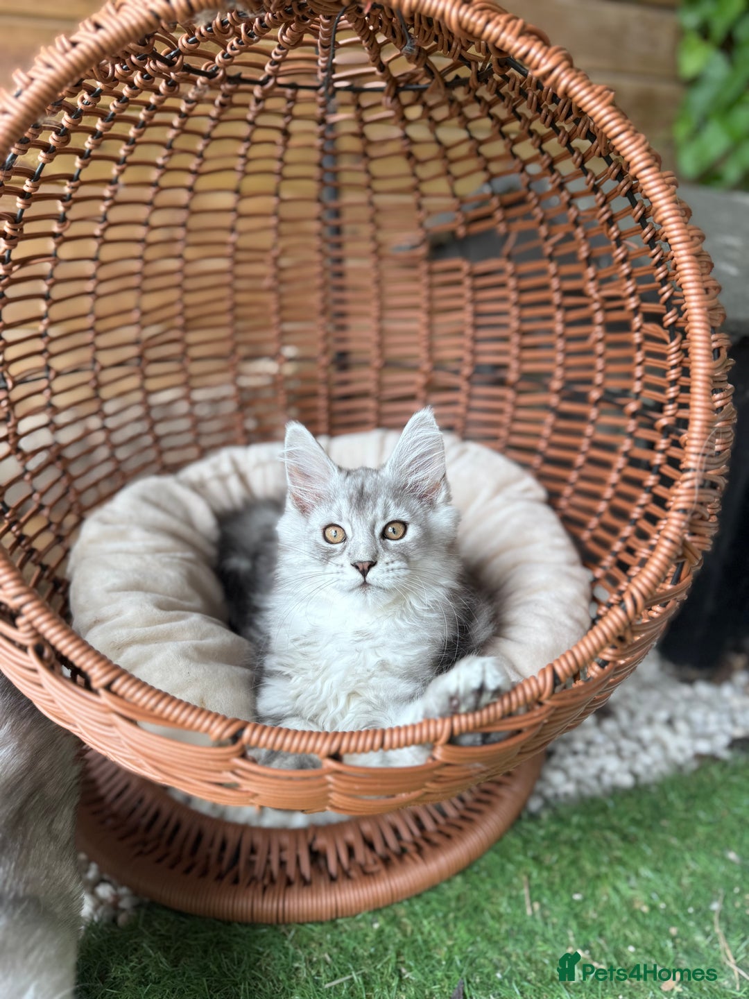 Maine Coon cats for sale: ✨🌟Beautiful The last little boy Maine Coon 😻🌟✨ - Image 4