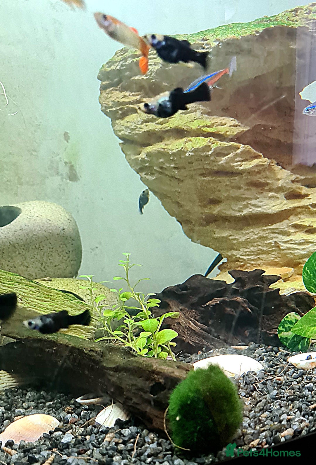 Mollies fish for sale: Baby Mollies - Image 6