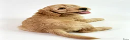 Mini Goldendoodle dogs for sale: NOV pups by POLICE dog trainer & Licensed Breeder - Advert 16
