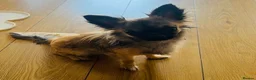 Chihuahua dogs for stud: Chihuahua STUD DOG  - Advert 5