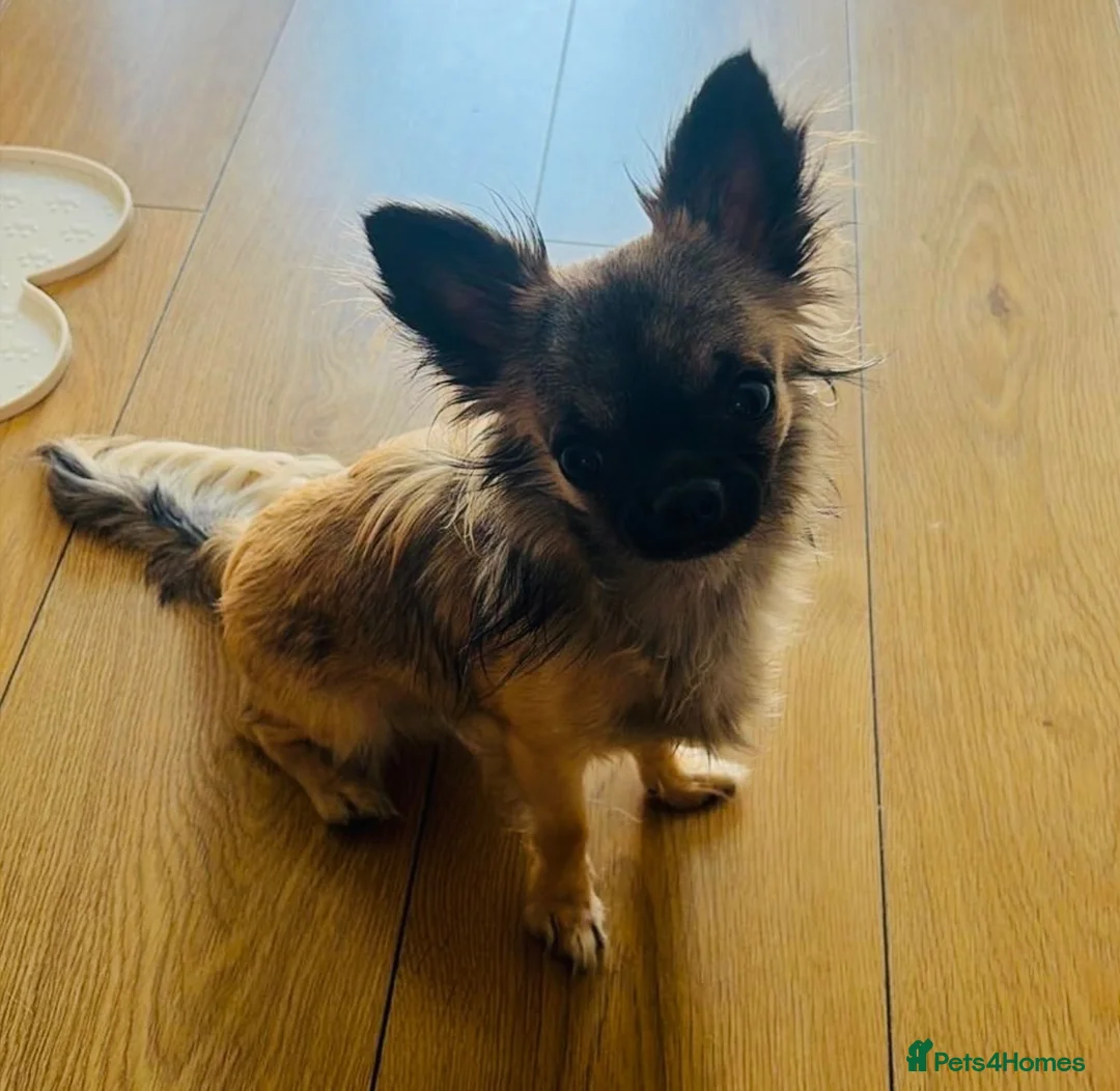 Chihuahua dogs for stud: Chihuahua STUD DOG  - Advert 5