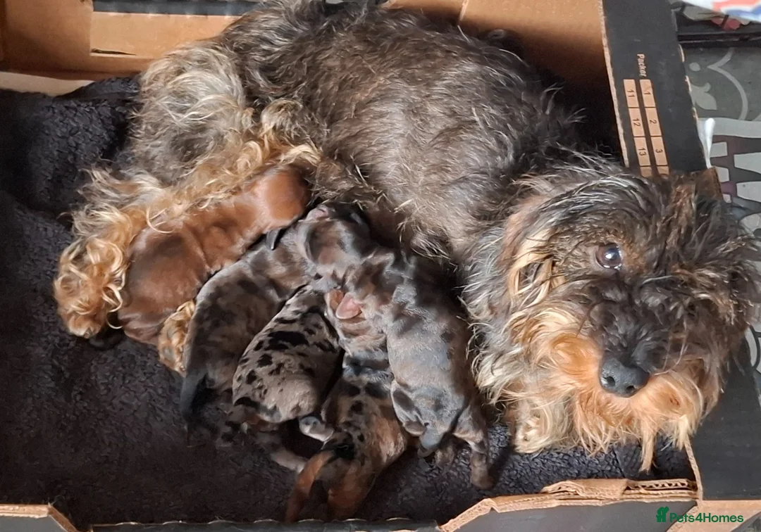 Doxiepoo dogs for sale: Mini-Wire Dachshund x Asian Toy Poodle puppies - Advert 2