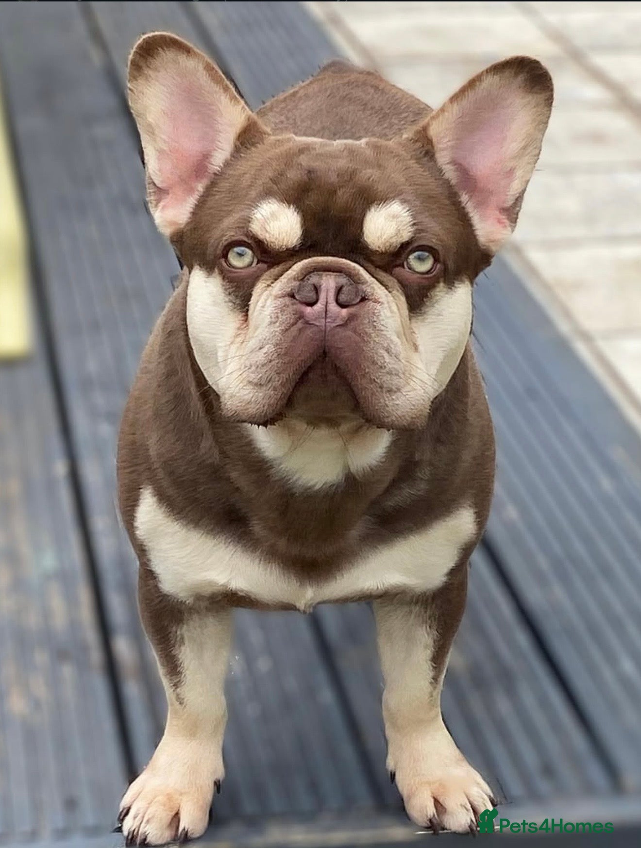 French Bulldog dogs for stud: Rojo and tan carrying fluffy boy - Advert 3