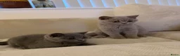 British Shorthair cats for sale: British shorthair kittens GCCF registered  - Advert 3