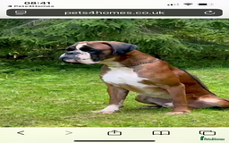 Boxer dogs for sale: Boxer puppies from Health Tested Parents  - Image 18