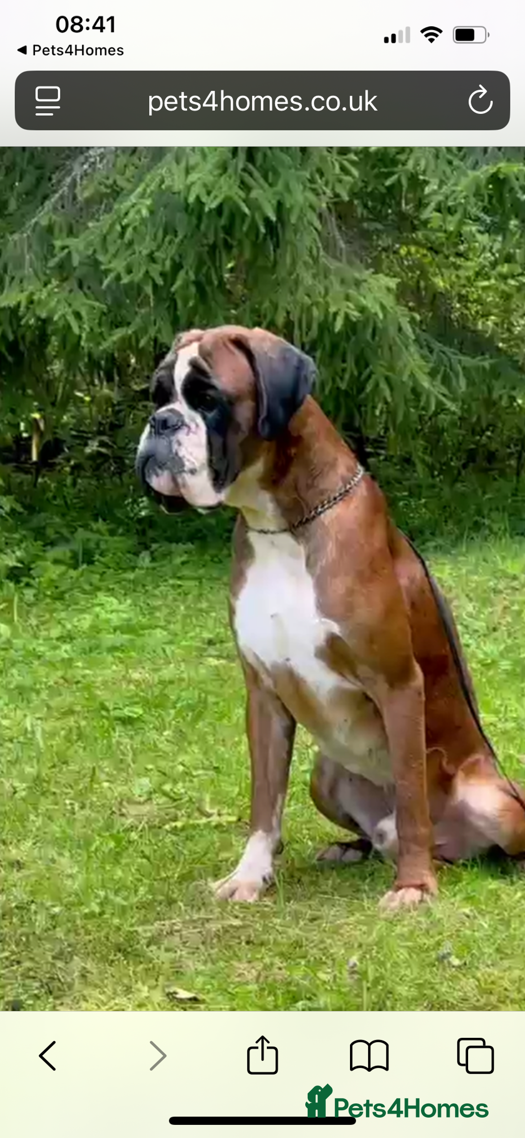 Boxer dogs for sale: Boxer puppies from Health Tested Parents  - Image 18