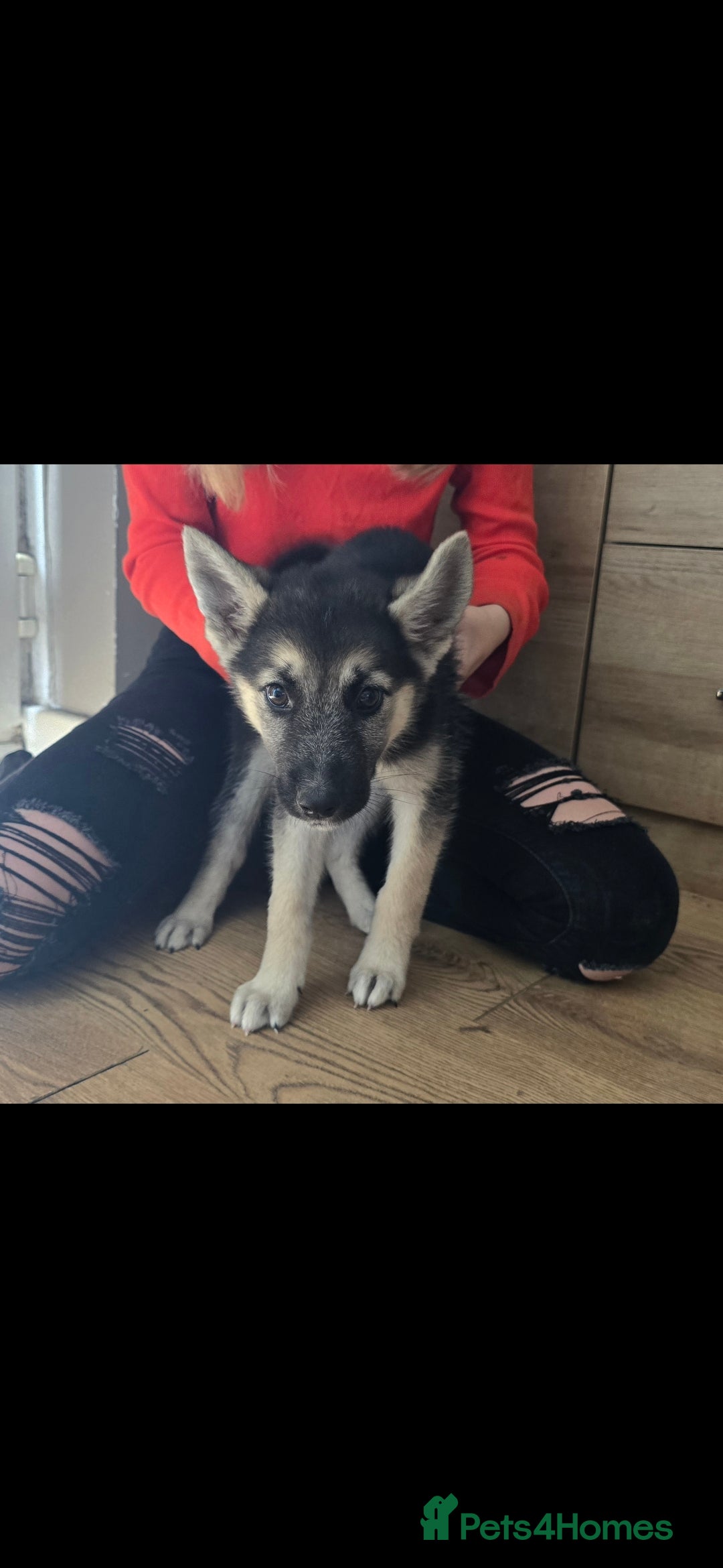Mixed Breed dogs for sale: Female Shepkita Puppy - Image 14