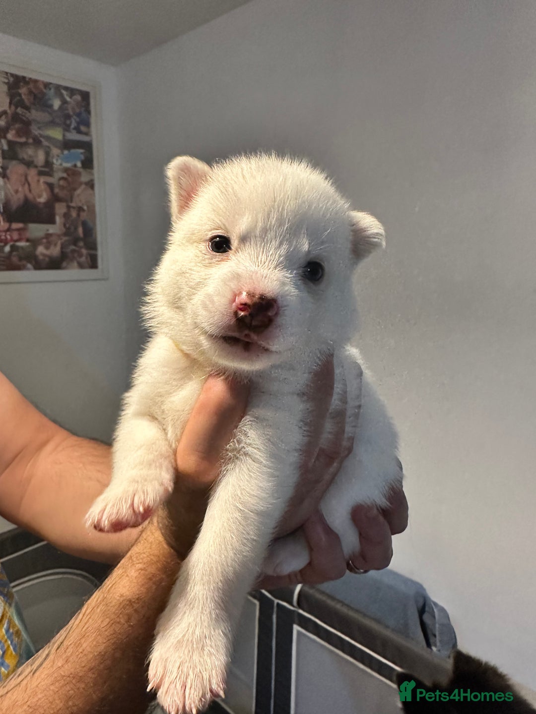 Pomsky dogs for sale: F4 beautiful puppy pomskie blue eyes - Image 32