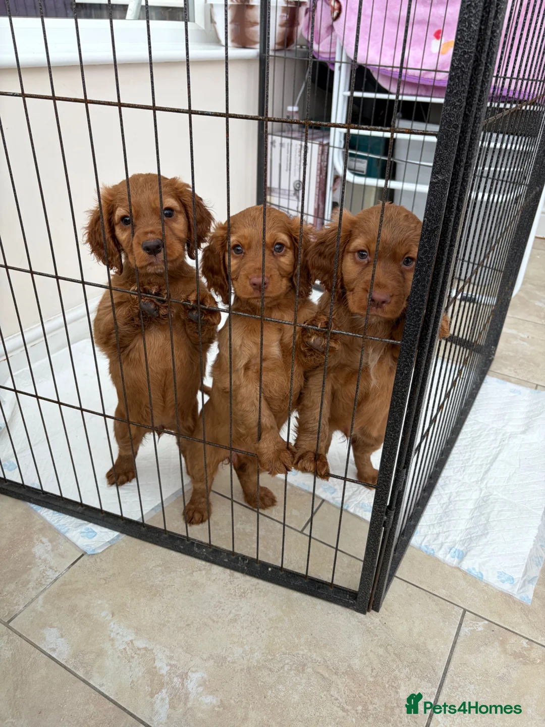 Cocker Spaniel dogs for sale: Working cocker spaniels  - Advert 2