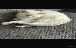Scottish Fold cats for sale: purebred scottish kittens - Image 6