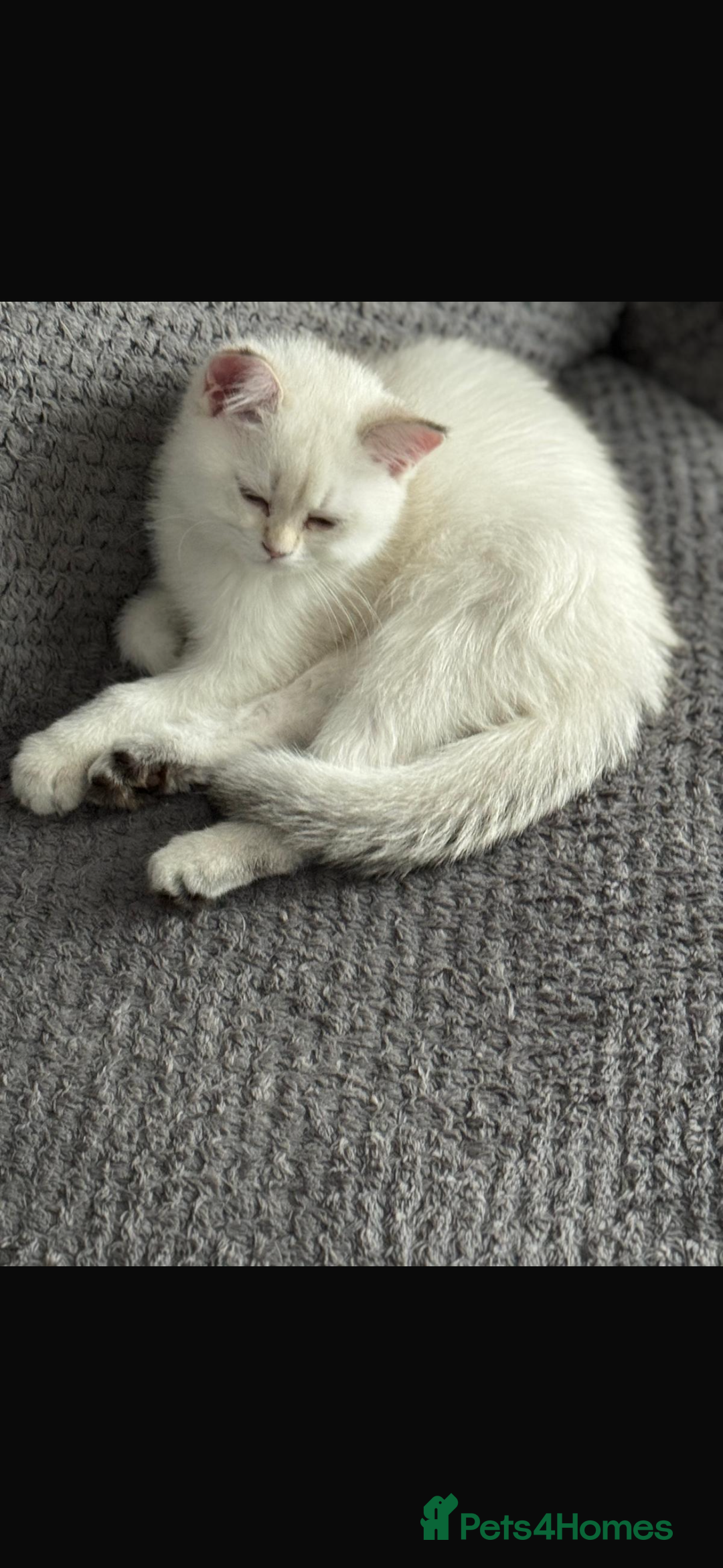 Scottish Fold cats for sale: purebred scottish kittens - Image 6