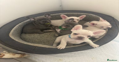 French Bulldog dogs - Advert 15
