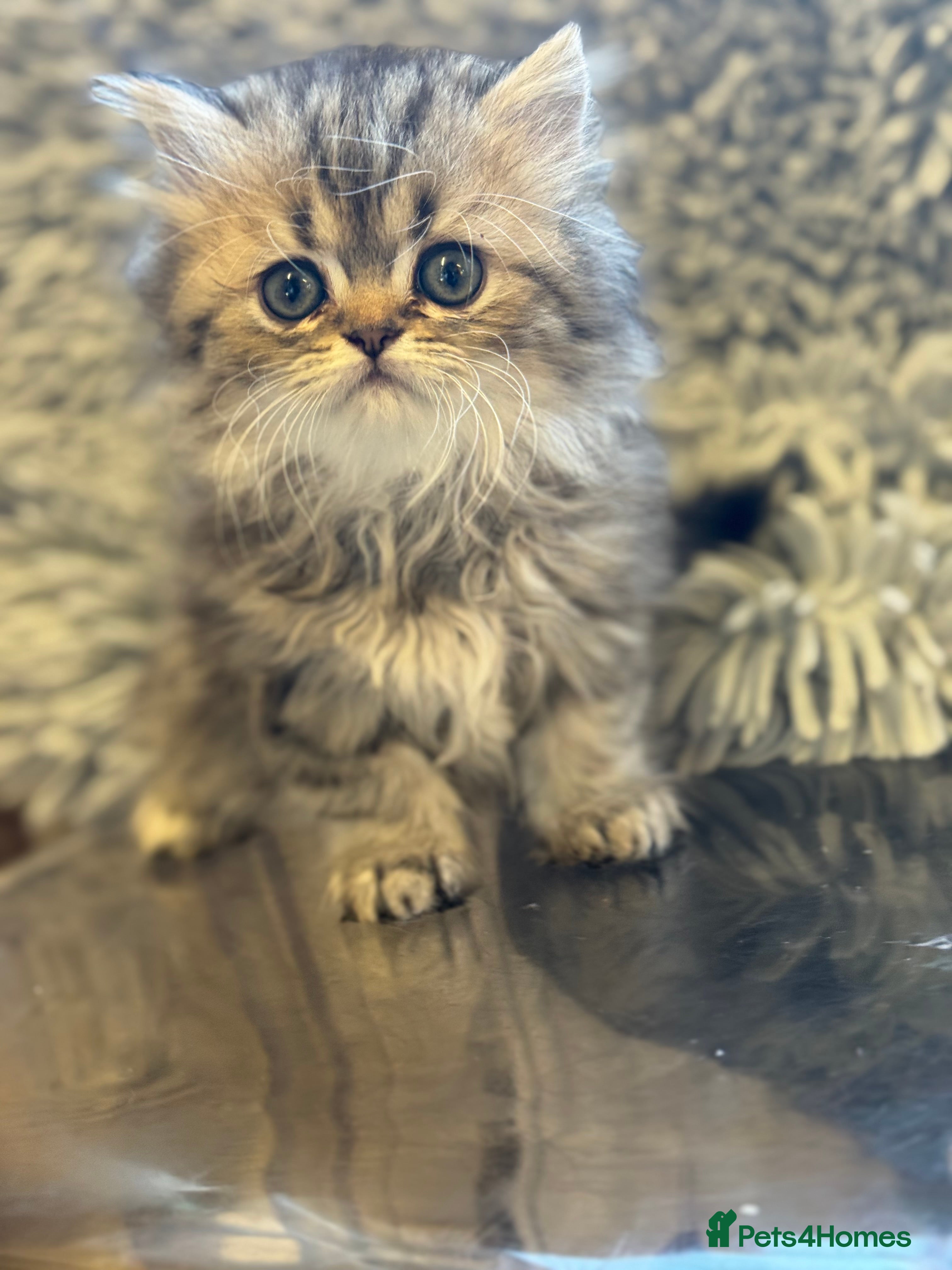 Persian cats Golden Persian Teddy Super Cuddly (PKD negative) - Advert 13