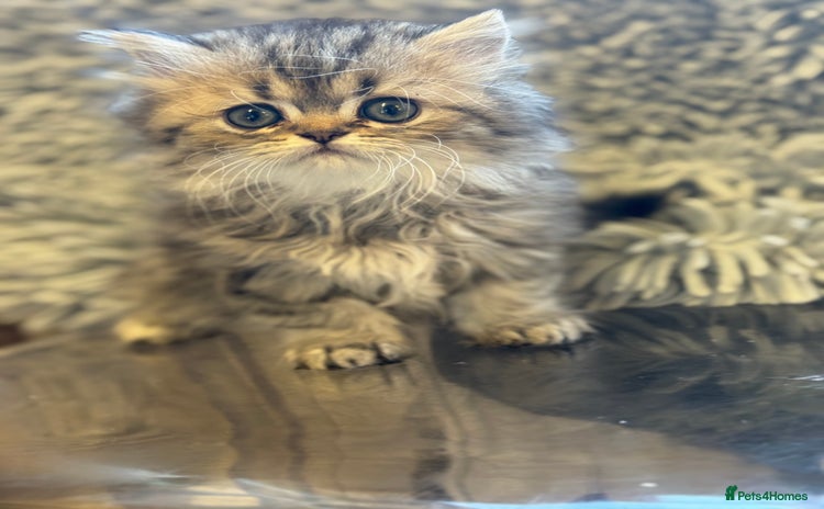 Persian cats Golden Persian Teddy Super Fluffy & Affectionate - Advert 3