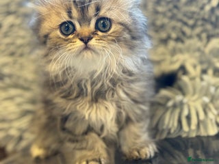 Persian cats Golden Persian Teddy Super Fluffy & Affectionate - Advert 12