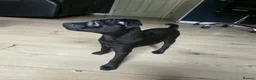 Patterdale Terrier dogs for sale: Patterdale Puppies - Females - Advert 27