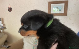 Rottweiler dogs for sale: Gorgeous KC Registered Rottweiler Puppies  - Image 5