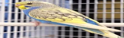 Budgerigars birds for sale: Baby Budgies for sale - Advert 2