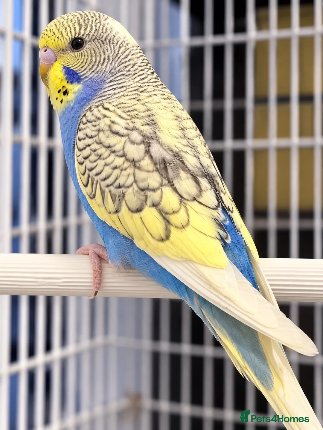 Budgerigars birds for sale: Baby Budgies for sale - Advert 2