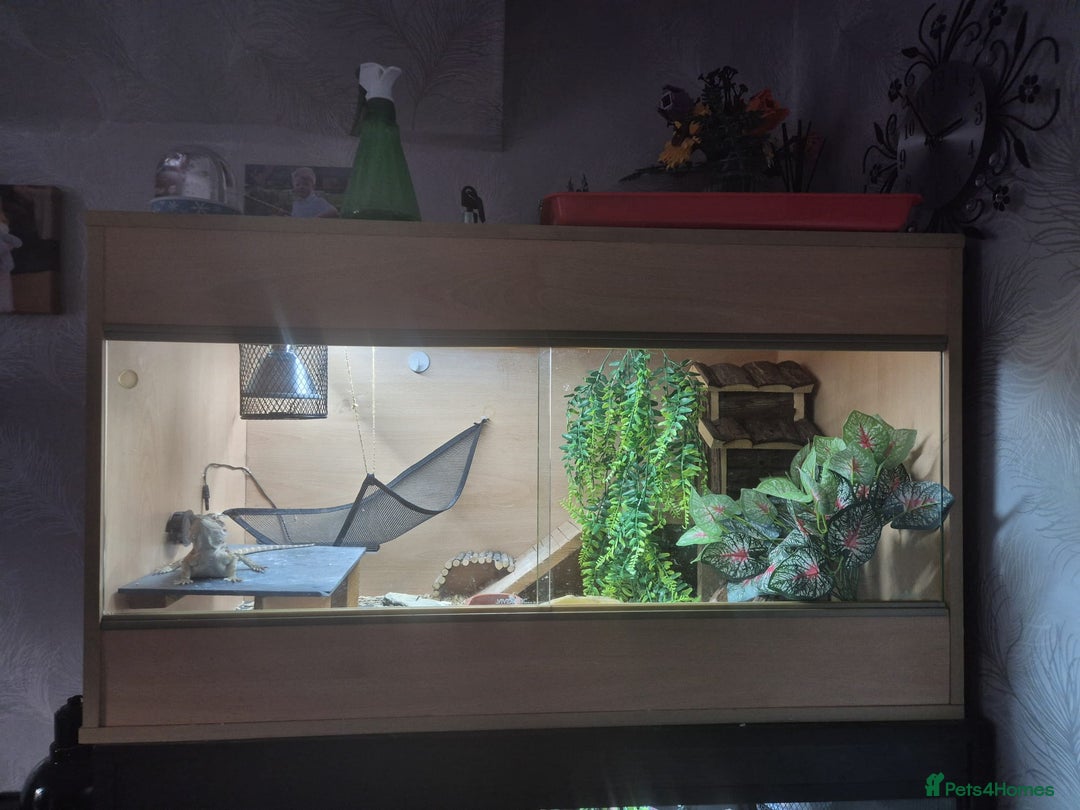 Bearded Dragon reptiles for sale: Bearded Dragon 5 months old - Advert 6