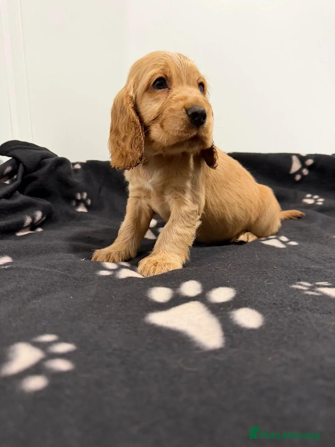 Cocker Spaniel dogs for sale: Show Type Cocker Spaniel Puppies 🐶 - Advert 6