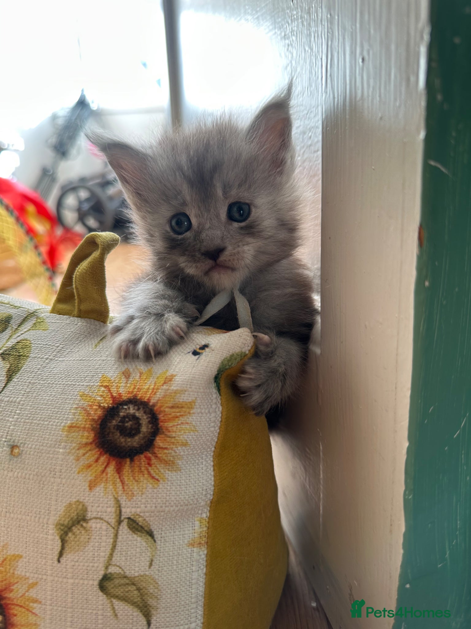 Maine Coon cats for sale: 5 beautiful Maine coon kittens - Advert 18