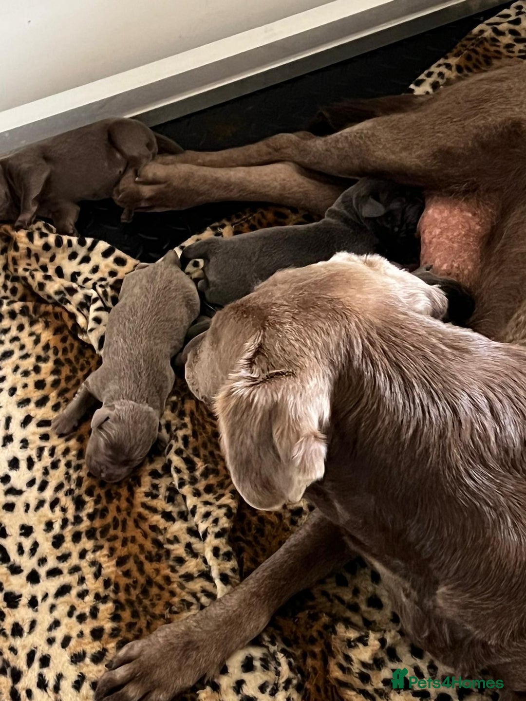 Labrador Retriever dogs for sale: Kc Silver & Charcoal Lab Puppies - Image 1