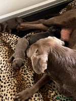 Labrador Retriever dogs - Advert 2