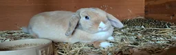 Mini Lop rabbits for sale: Baby Eclipse is ready to reserve!! - Advert 12