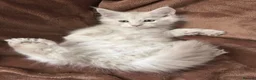 Maine Coon cats for sale: Bear Paw (🐾🐻 polydactyl) Maine Coon kittens TICA - Advert 4