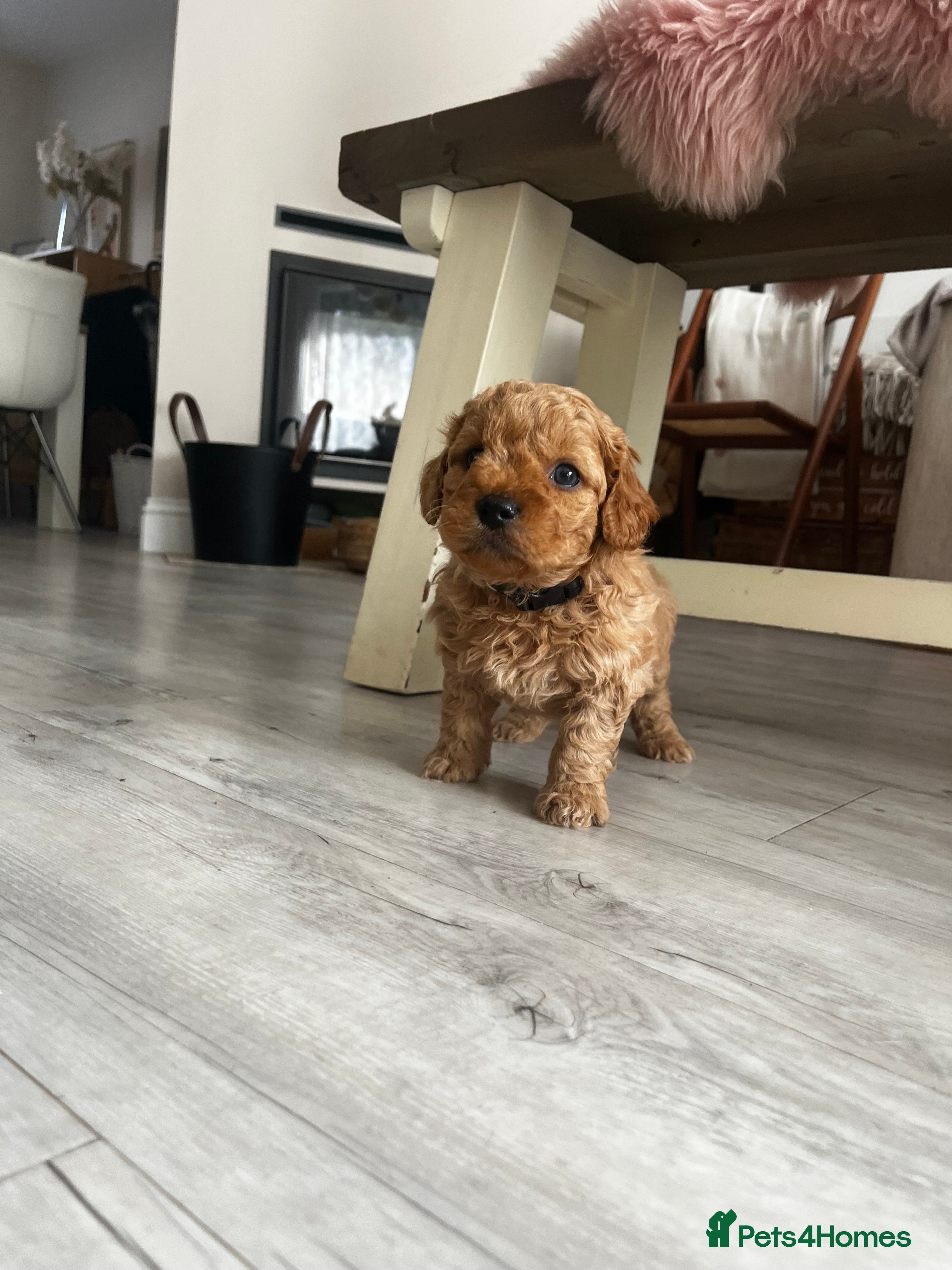 Cockapoo dogs Miniature f1b Cockapoo puppies DNA health clear🌟  - Advert 2