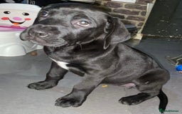 Mixed Breed dogs for sale: Half presa Canario X staffy - Image 1