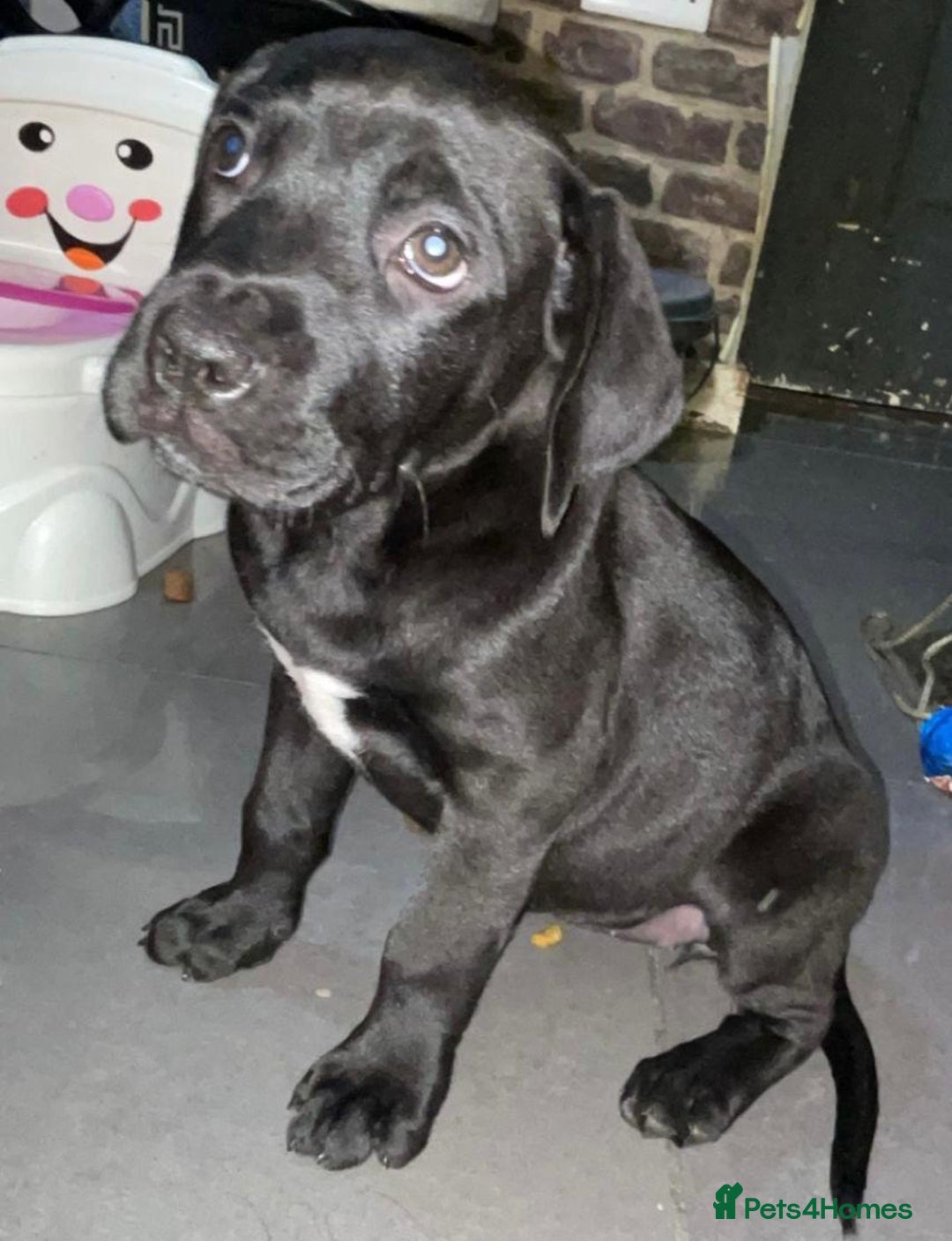 Mixed Breed dogs for sale: Half presa Canario X staffy - Image 1