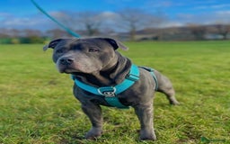 Staffordshire Bull Terrier dogs for sale: Blue Staffordshire Bull Terrier Champion Pups - Image 18