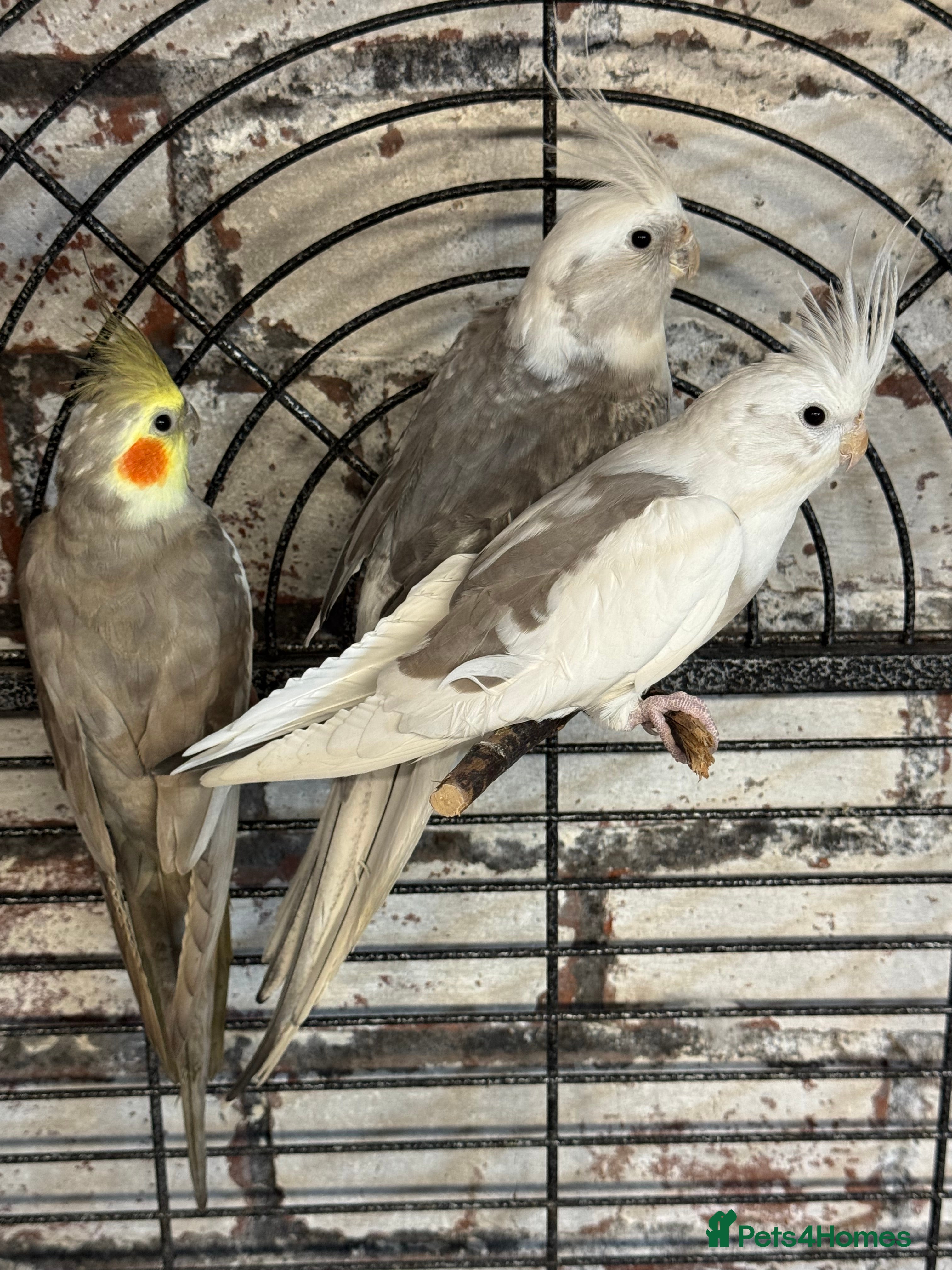 Cockatiels birds Cockatiels - whitefaced/cinnamon  - Advert 3