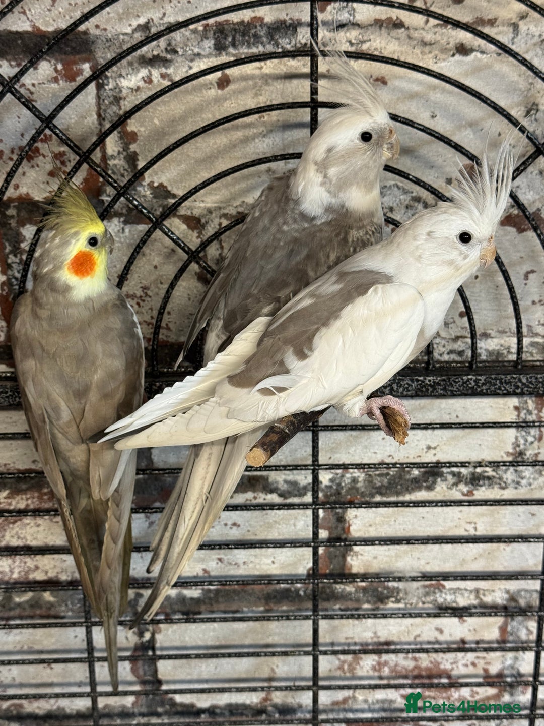 Cockatiels birds for sale: Cockatiels - whitefaced/cinnamon  - Advert 1