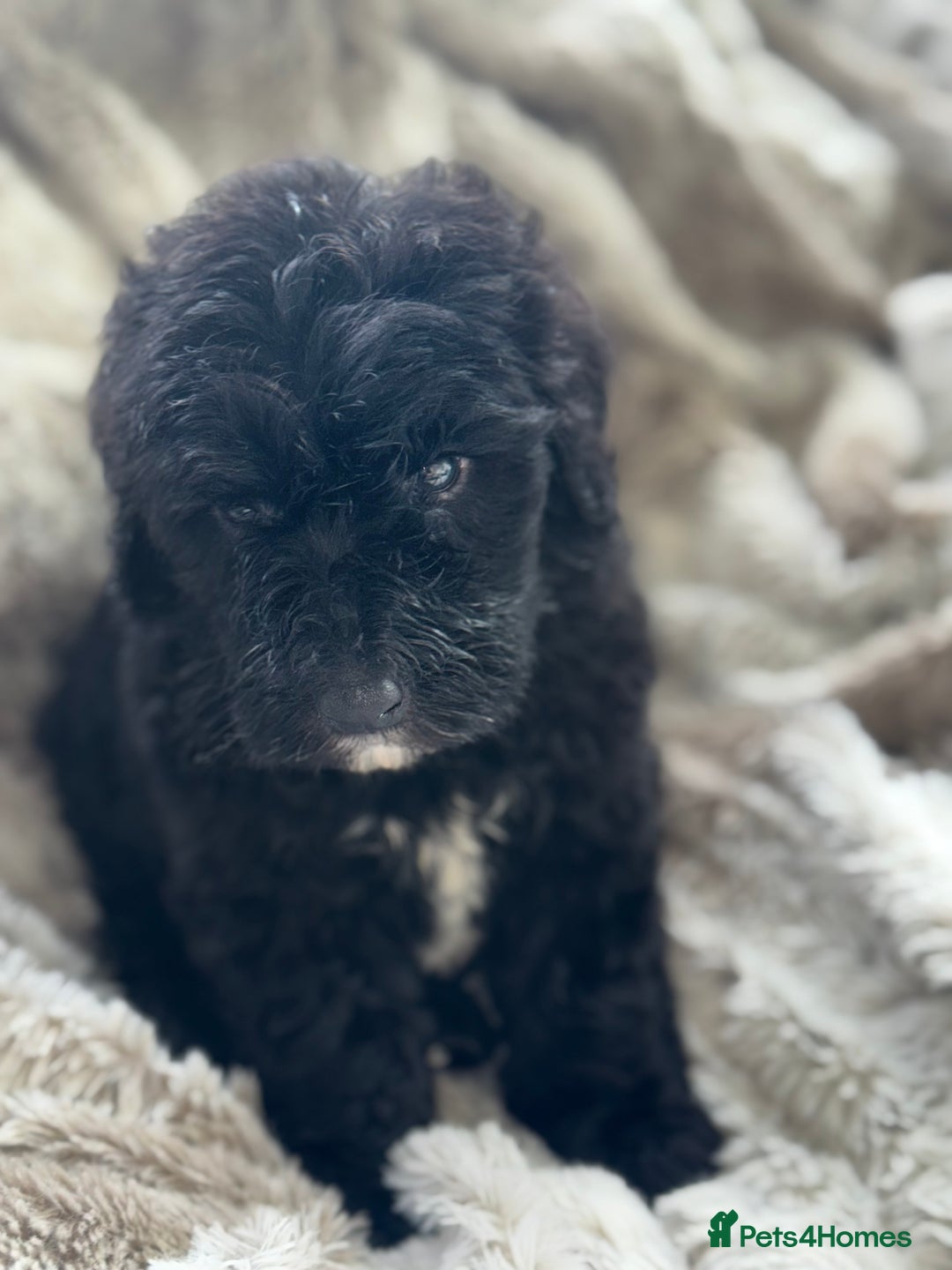 Sheepadoodle dogs for sale: Mini Sheepadoodle reduced **2 remaining  - Image 17