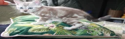 Bengal cats for sale: Two Male Bengal Kittens for Sale - Advert 9