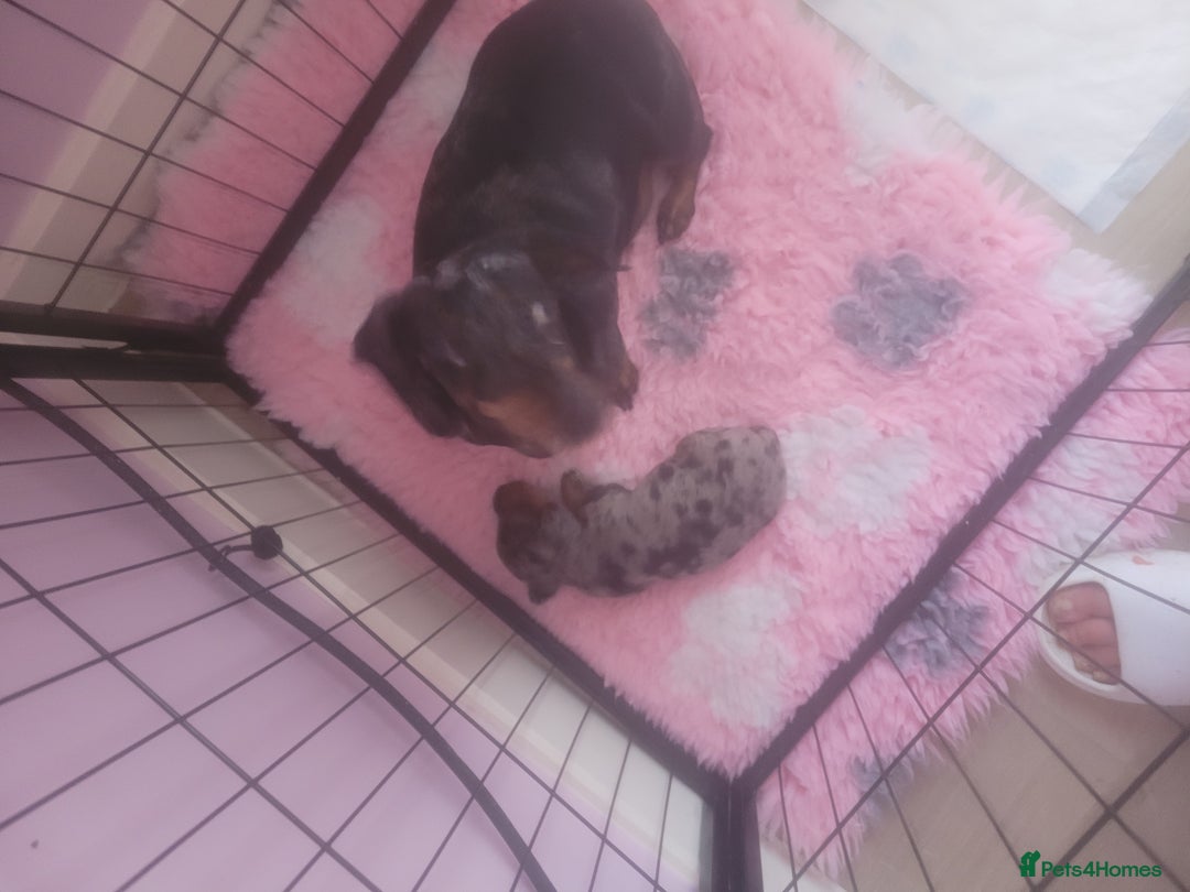 Miniature Dachshund dogs for sale: Miniature dachshund  - Advert 1