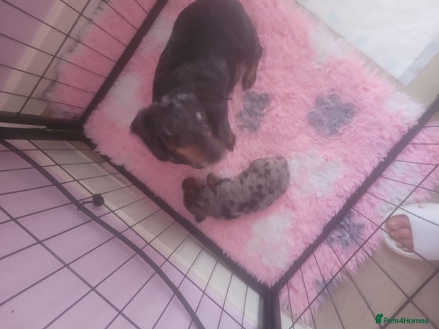 Miniature Dachshund dogs - Advert 10