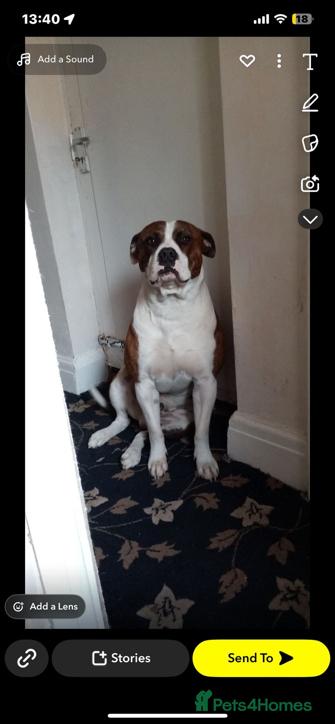 Mixed Breed dogs for sale: Billy needs a forever home  - Image 3
