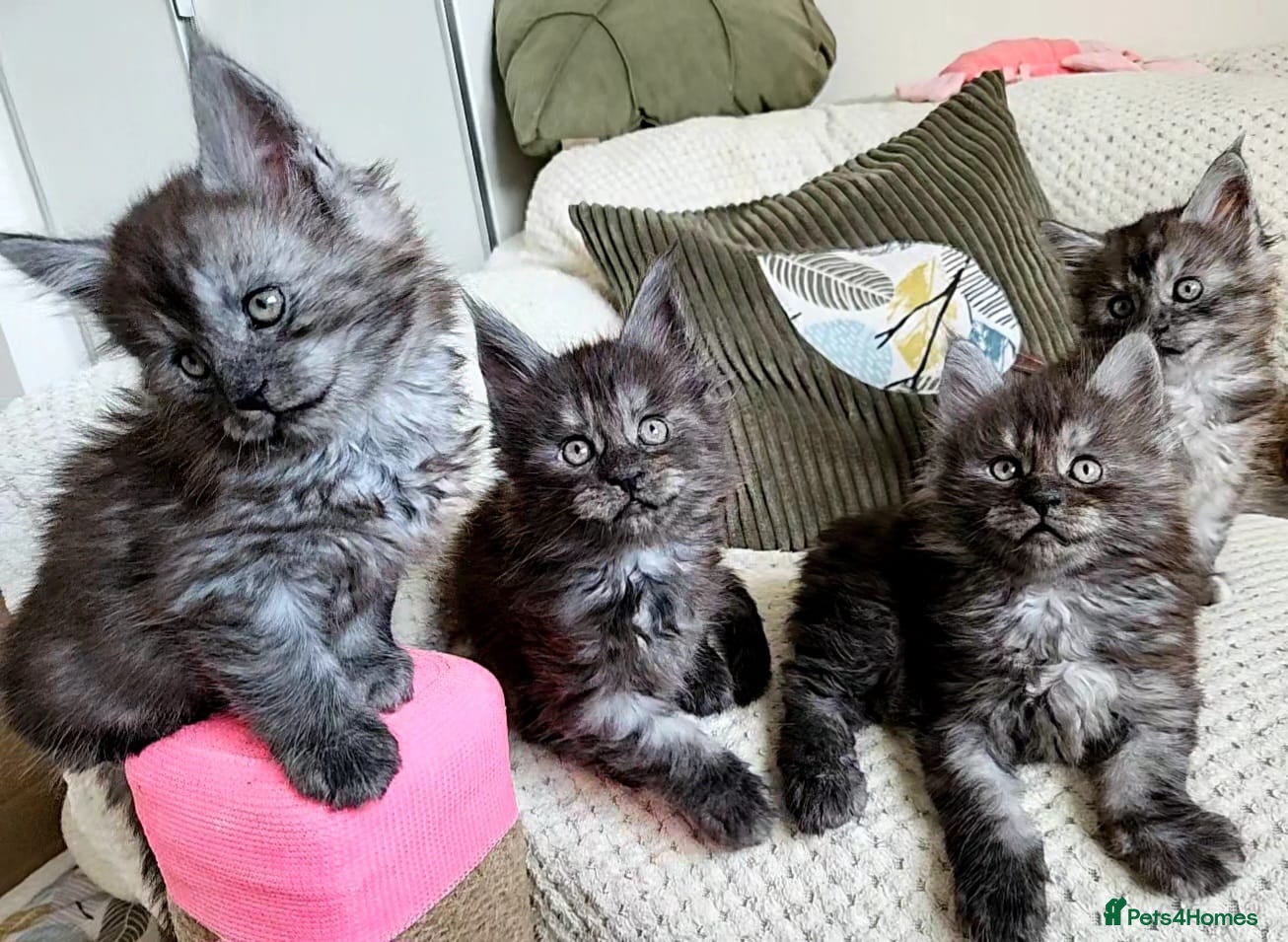 Maine Coon cats Maine coon kittens  - Advert 3