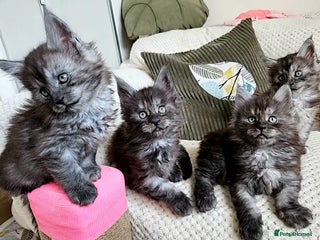 Maine Coon cats Maine coon kittens - Advert 3