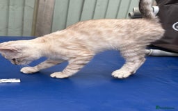 Savannah cats for sale: Breath taking rare girl - Image 8