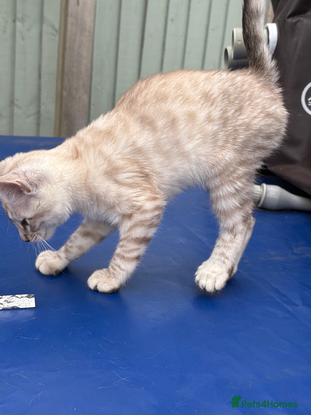 Savannah cats for sale: Breath taking rare girl - Image 8