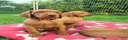 Hungarian Vizsla dogs for sale: !!REDUCED!! Beautiful KC Registered Vizsla Pups - Advert 13